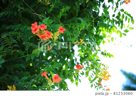花 蓮 池 81233060