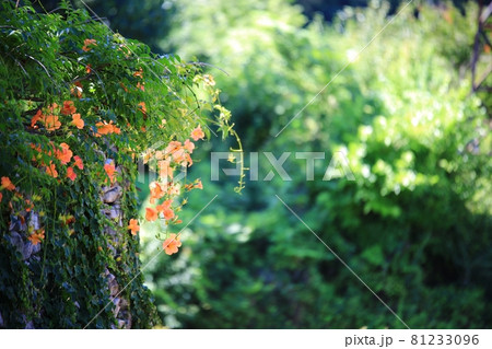 花 蓮 池 81233096