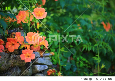 花 蓮 池 81233106