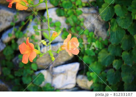 花 蓮 池 81233107