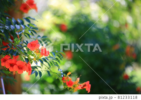 花 蓮 池 81233118