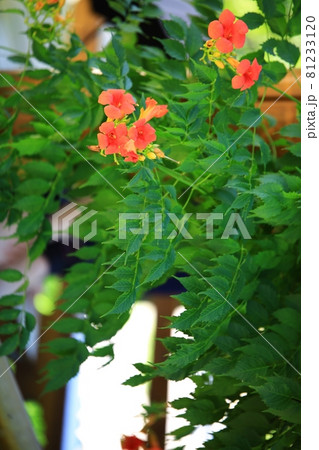 花 蓮 池 81233120
