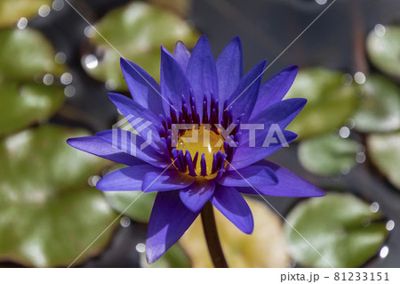 睡蓮 睡蓮 81233151