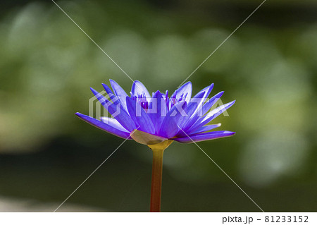 睡蓮 睡蓮 81233152