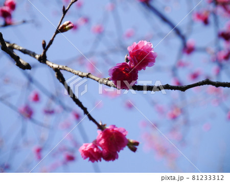 桜 さくら サクラ 81233312