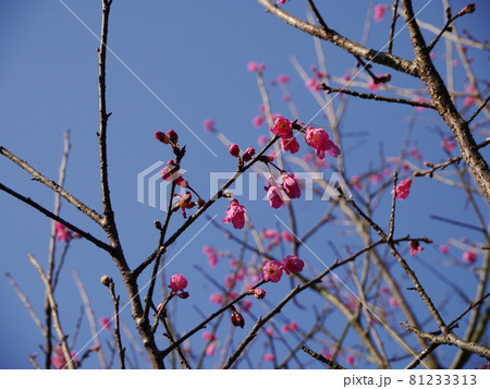 桜 さくら サクラ 81233313