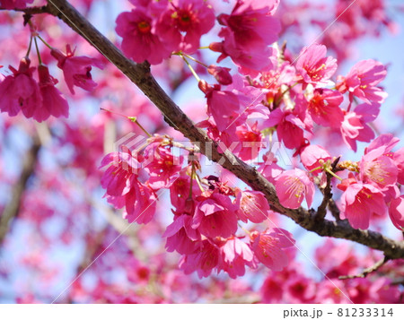 桜 さくら サクラ 81233314