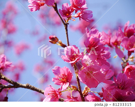 桜 さくら サクラ 81233315