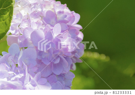 紫陽花 紫陽花 81233331