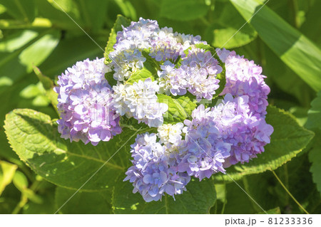 紫陽花 紫陽花 81233336