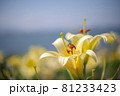 ゆり・ユリ・リリー・lily 81233423