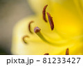 ゆり・ユリ・リリー・lily 81233427