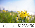 ゆり・ユリ・リリー・lily 81233430
