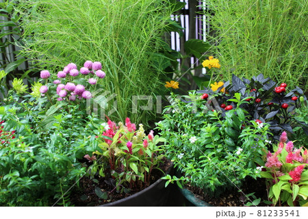 秋の花寄せ植えの写真素材