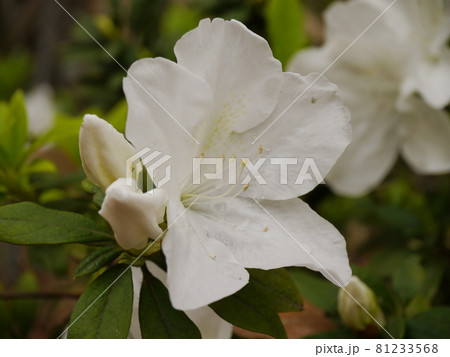 ツツジ つつじ 躑躅 81233568