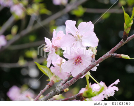 ツツジ つつじ 躑躅 81233569