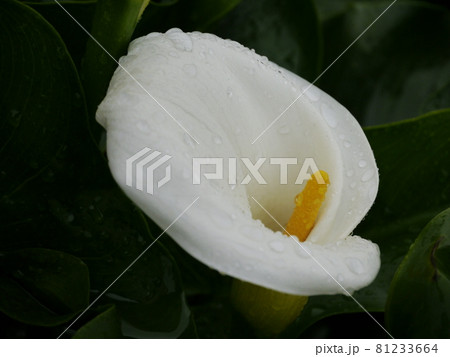 花 フラワー お花 81233664