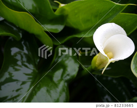 花 フラワー お花 81233665