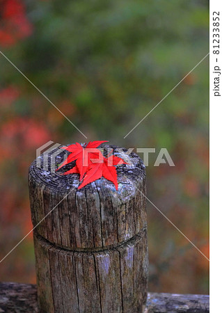 秋のイメージ　もみじの落ち葉が一枚 81233852