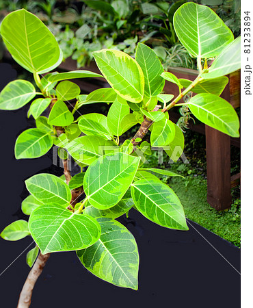 フィカス・アルティシマ 観葉植物 葉っぱ模様 フィカス・アルティシマ 観葉植物 葉っぱ模様 81233894