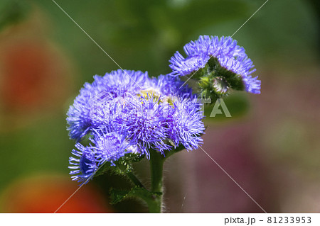 ユーパトリウム ユーパトリウム 81233953