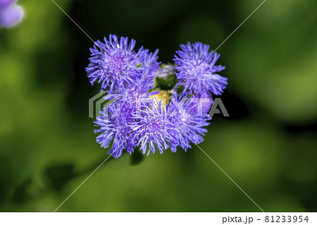 ユーパトリウム 81233954