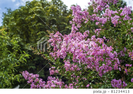 真夏にピンク色に咲く百日紅の花 81234413