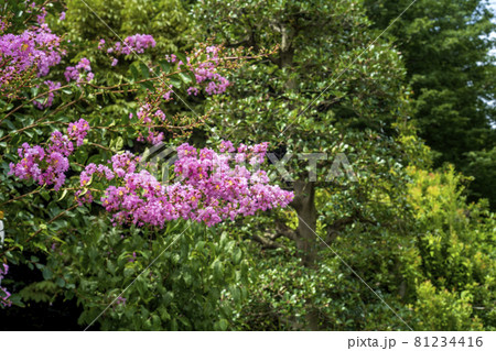 真夏にピンク色に咲く百日紅の花 81234416