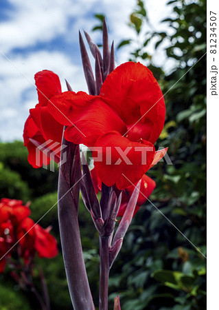 真夏ぼ照りつける太陽に赤く輝くカンナの花の写真素材