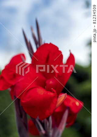 真夏ぼ照りつける太陽に赤く輝くカンナの花 真夏ぼ照りつける太陽に赤く輝くカンナの花 81234509