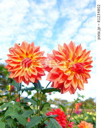 満開のダリア 天竺牡丹 満開のダリア 天竺牡丹 81234802