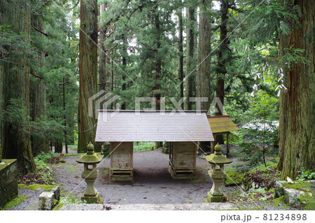 神社境内の杉木立の景色 神社境内の杉木立の景色 81234898