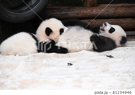 灰色あかちゃんパンダのお尻を噛むあかちゃんパンダの写真素材