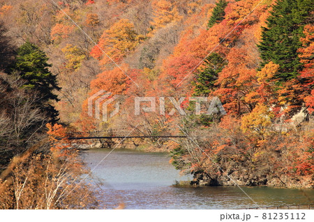 秋の野麦街道の真っ赤に焼ける紅葉 81235112