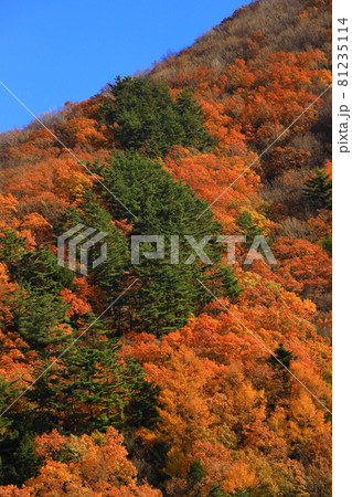 秋の野麦街道の真っ赤に焼ける紅葉 81235114