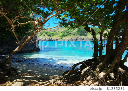 父島／コペペ海岸（東京都小笠原村／小笠原諸島） 81235281