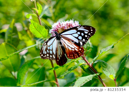 海を渡り旅する、いくつも不思議な生態をもつ美しい蝶、浅葱斑(あさぎまだら) 海を渡り旅する、いくつも不思議な生態をもつ美しい蝶、浅葱斑(あさぎまだら) 81235354