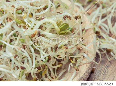Alfalfa and radish sprouts on wooden spoon. Healthy addition to sandwiches 81235524