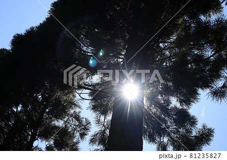 樹の間から太陽と逆光で黒く見える大樹と青空のある風景 81235827