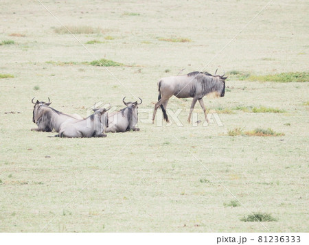 ヌーがいっぱい！ケニアのナイバシャ湖に浮かぶクレセント島でウォーキングサファリ！ 81236333