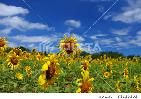 埼玉県東松山市大字大谷　東松山農林公園のひまわり畑 81236393