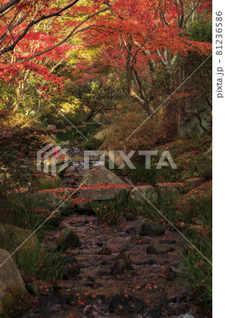 広島県三原市三景園の紅葉 落ち紅葉の川 広島県三原市三景園の紅葉 落ち紅葉の川 81236586