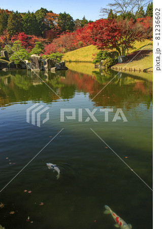 広島県三原市三景園の紅葉　日本庭園の紅葉 81236602