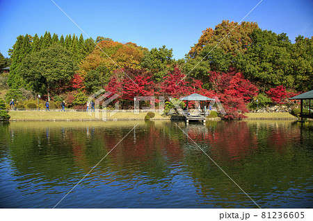 広島県三原市三景園の紅葉 日本庭園の紅葉の写真素材