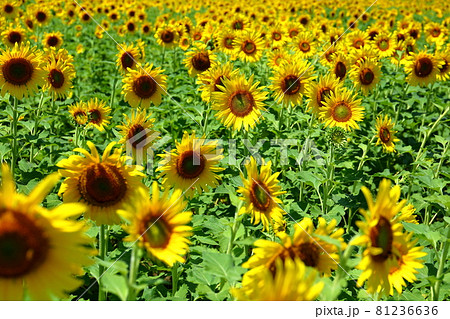 埼玉県熊谷市妻沼小島 遠藤ファームひまわり畑の写真素材