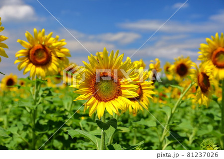 埼玉県熊谷市妻沼小島 遠藤ファームひまわり畑 青空の向日葵の写真素材