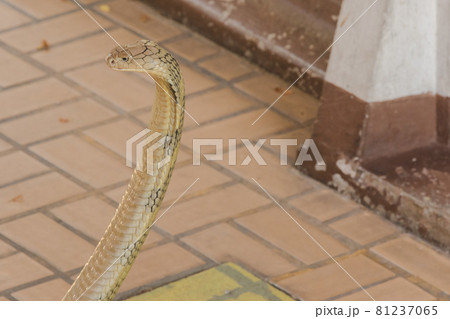 King Cobra is the largest venomous snake in the world. When shocked, it raises its neck. King Cobra is the largest venomous snake in the world. When shocked, it raises its neck. 81237065
