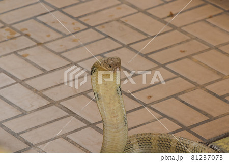 King Cobra is the largest venomous snake in the world. When shocked, it raises its neck. King Cobra is the largest venomous snake in the world. When shocked, it raises its neck. 81237073