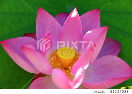 埼玉県比企郡川島町下八ツ林 平成の森公園蓮池の古代ハスクローズアップ 埼玉県比企郡川島町下八ツ林 平成の森公園蓮池の古代ハスクローズアップ 81237083