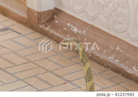 King Cobra is the largest venomous snake in the world. When shocked, it raises its neck. King Cobra is the largest venomous snake in the world. When shocked, it raises its neck. 81237092